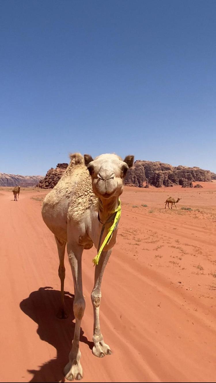Wadi Rum Bedouin Heart Camp Εξωτερικό φωτογραφία