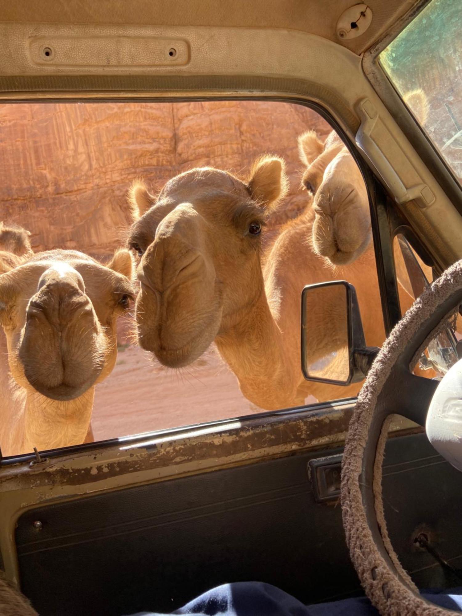 Wadi Rum Bedouin Heart Camp Εξωτερικό φωτογραφία