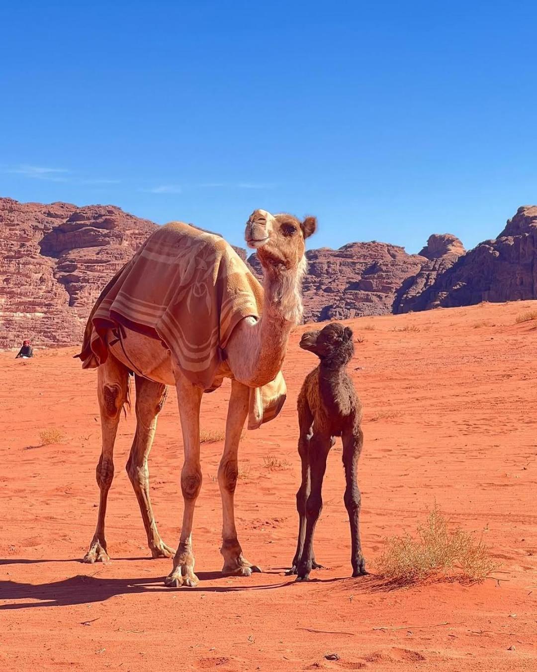 Wadi Rum Bedouin Heart Camp Εξωτερικό φωτογραφία